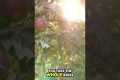 Apple Fiber: Detox Your Body, Boost