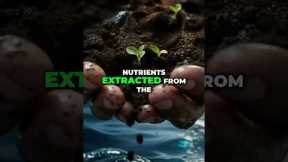 Ocean & Soil Nutrients in One Spray #shorts