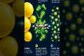 Why Sauerkraut Is Your Body's